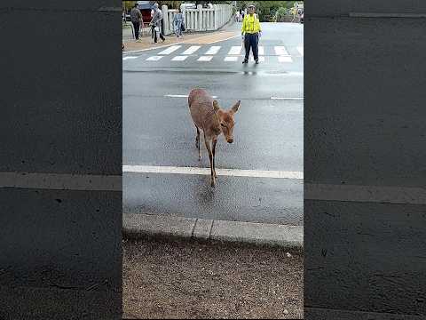 奈良公園の女の鹿さんがお辞儀をして道路を渡ります🦌 #shorts #奈良 #奈良公園 #鹿 #narapark #japan