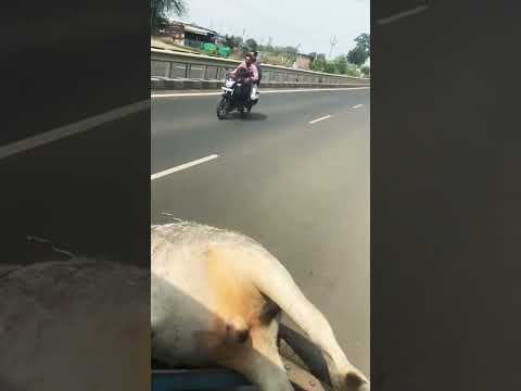 गाय का एक्सीडेंट हो गया था बजरंग दल के कार्यकर्ताओं द्वारा गाय को विधि विधान से अंतिम संस्कार किया🫶🚩