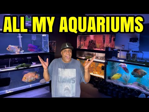 ALL MY AQUARIUMS & PONDS! Showcasing all my aquariums and ponds 9 aquariums 2 ponds and all my Medaka in one video check out h