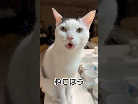 寝る前に文句言ってくるチロさん #shorts