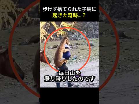 歩けず捨てられた子馬に起きた奇跡?