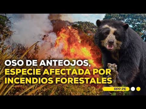 Incendios forestales: preocupación por la afectación de especies #ADNRPP | ENTREVISTA