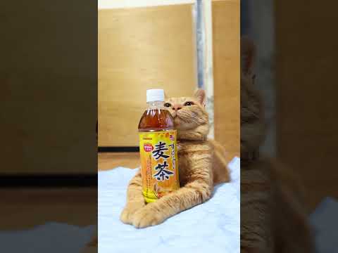 猫と麦茶でほっと一息！癒やしのリラックスタイム サムネイル