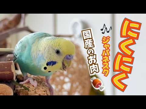 「国産のお肉〜♪」インコが熱唱する謎ソング😂アレンジたっぷりで歌います