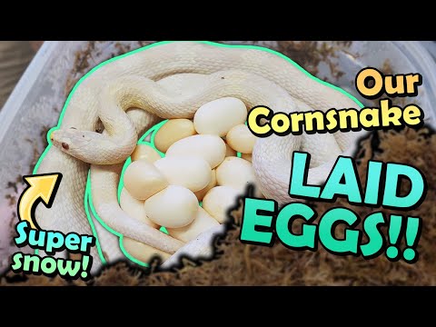 Our SNOW Corn Snake Laid Eggs! Get the new 