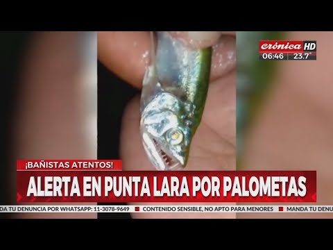 Alerta por el ataque de palometas en Punta Lara