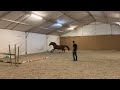Show jumping horse 3 jarige merrie