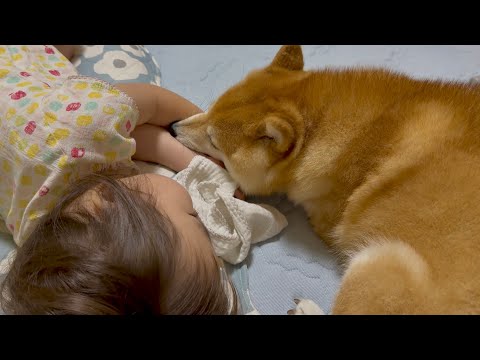 【豆柴と娘のとある1日】朝からずっと娘のそばに寄り添う柴犬が可愛すぎた❤️