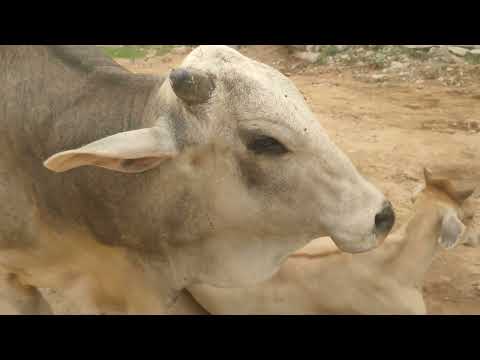 थारपारकर नदीअब कैसा है थारपारकर बुल ब्रीड कैरक्टर
