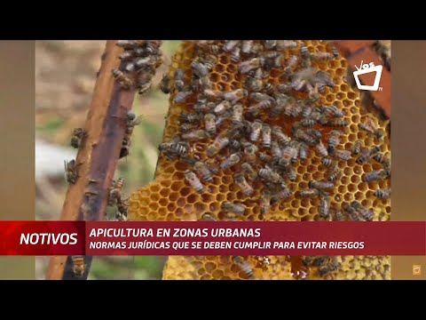 La crianza de abejas en zonas urbanas de Managua es ilegal, dicen expertos