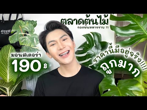 ตลุย-ตลาดต้นไม้-หามอนสเตอร่าด่ ตลุย-ตลาดต้นไม้-หามอนสเตอร่าด่