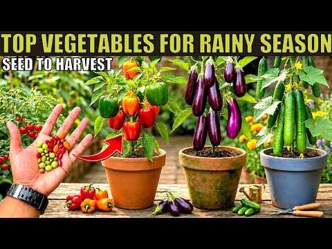 Top 8 Vegetables For Monsoon Season | Plant in July-August