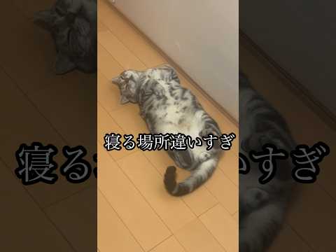 猫の動画サムネイル - 寝る場所違いすぎ ねこ アメショ cat 昼寝 うめ れん たろう