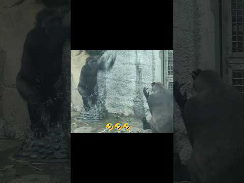 gorilla splash water at mom 💦🤣 #gorillatag #taipeizoo #金剛猩猩 #台北市立動物園 #zoo #funny サムネイル