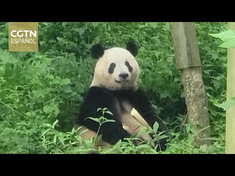 La Base Bifengxia de pandas gigantes publica un vídeo de Xiang Xiang tras su regreso de Japón