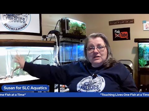 Tuesday in the Fish Room with Susan for SLC Aquati lets chat and help each other out in the hobby.
Whats new? What Events arecoming up and what do I d