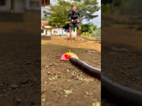So weird! The millipede stretched out after seeing this shiny red fruit#shortvideo#centipede
