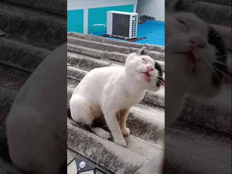 แมวคัน ซีกมึนหัวเลยกั๊บ VIOLENTLY SCRATCHING