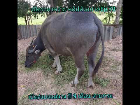 เปิดราคาควาย-คลิปตัวอย่าง-Ep.7 เปิดราคาควาย-คลิปตัวอย่าง-Ep.7