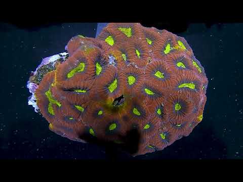 Reef Lapse | Zoanthids, Favia and Cyphastrea Here's a quick Reef Lapse featuring zoanthids, favia and cyphastrea to get your weekend started righ