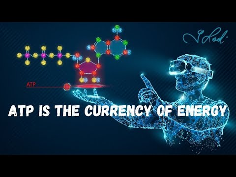 Why ATP Is Called The Currency Of Energy