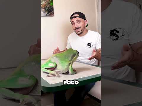 El Sapo Más Grande Del Mundo 🤯❤️