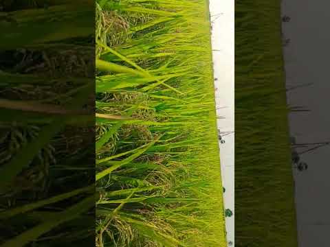 #folksong #tollywood #viral #trending #nature #telugu #villagelife #agriculture #automobile #farming