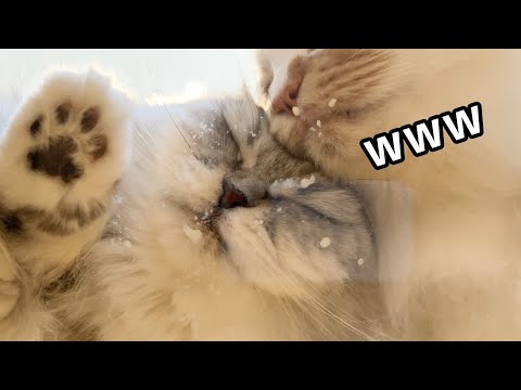 【祝こゆき5歳】ちゅーる目線で撮影したら猫大渋滞で可愛すぎたwww