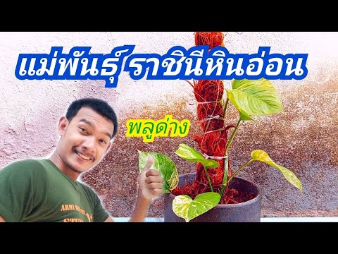 สร้างแม่พันธุ์ต้นพลูด่างราชินี สร้างแม่พันธุ์ต้นพลูด่างราชินี