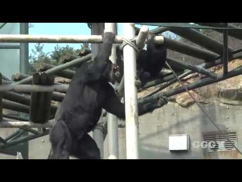 서울대공원 아기 침팬지 '아자' ( 30 Months Baby Chimp '<strong>AJA</strong>' )