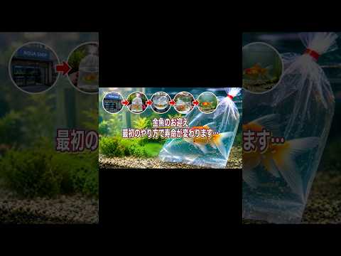 【金魚の飼い方】金魚のお迎え最初のやり方で寿命が変わります…#shorts