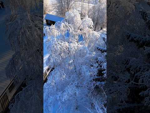 വെളുത്ത കാട് ❄️🥰#mallusinfinland