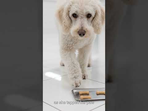 Dogs Can COUNT 🤯 Better Than Most People Realize