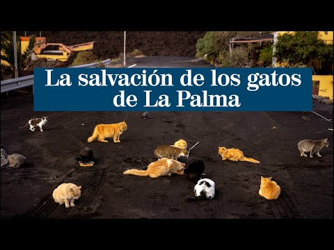 La salvación de los gatos de La Palma
