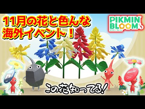 【ピクミンブルーム】11月の花と色んな海外イベント！【Pikmin Bloom】