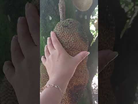 #vidanaroça... oia a jaca ficou madura😅