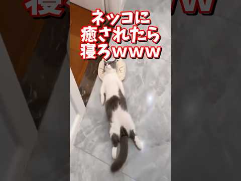 猫の動画サムネイル - ネッコの動画で癒されたら寝ろｗｗｗ　#2ch  #動物  #猫 #癒やし #ねこ動画