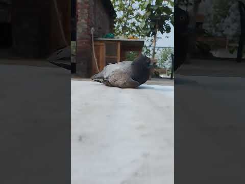 #pigeon #pigeon house #kabootar #pigeon #vlog pigeon #kabutar #pi🦅‼️🕊️over 🕊️‼️🦅 #birds #keyboard