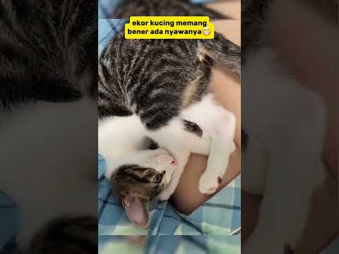 ekornya Usil🤣 #cat #funny #kucing #kucinglucu #shots