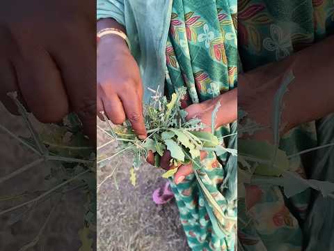 પેશાબ માં થતી બળતરામાં તરત રાહત મેળવો #shortfeed #ytstudioes #farming