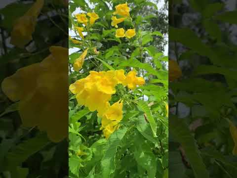 Yellow Tecoma Flowers 🌼#sorts #flowers#youtubeshorts #flowers