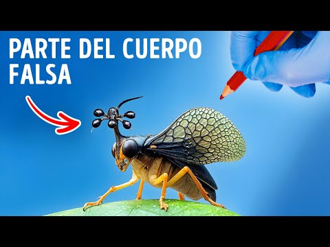 No aplastes a este insecto si lo ves, aquí te explicamos por qué