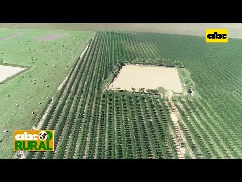 ABC Rural: Reforestación con Eucalipto y en cuanto tiempo se ven resultados económicos