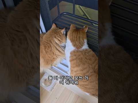 동네 길고양이들 싸움 <strong>구경하는</strong> 냥이들
