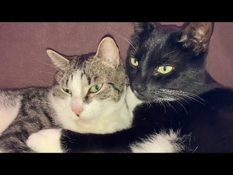 Grateful Ferals  Pre- Valentine Snuggles & Cuddles