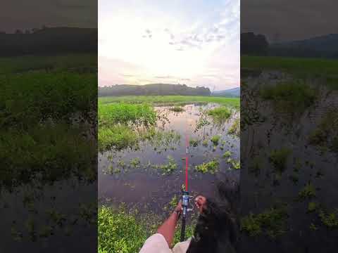 #fishingvideo