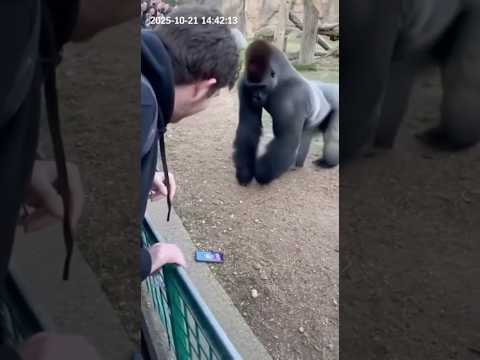 Caught on Camera: Gorilla Returns Lost Phone 📱🦍