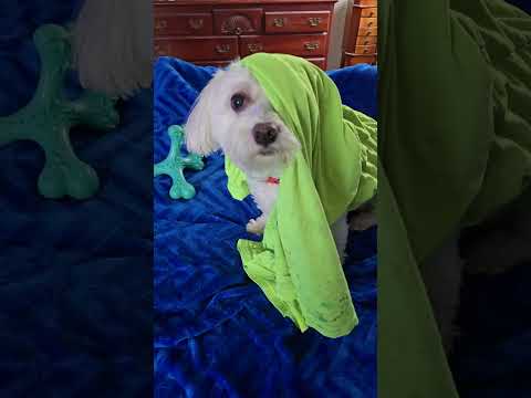 #funny #funnyshorts #pets #pet #dog #doglife #silly #viral #shortsfeed #cute #cutedog #popular #lol