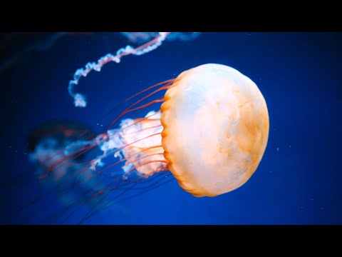 12 Hours of [Piano Sleep Music] 🌌 Are You Asleep? - relaxing music for sleeping