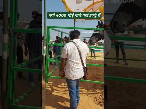 4000 घोड़े वाले यहां क्यों इकठ्ठा हैं??